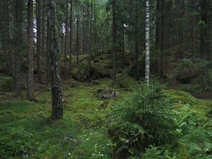 Waldstimmung