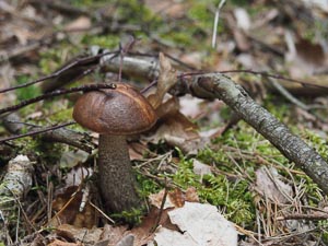 Pilz