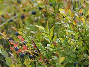 Blaubeeren