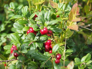Preiselbeeren