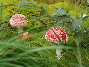 Fliegenpilze
