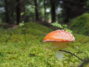 Fliegenpilz