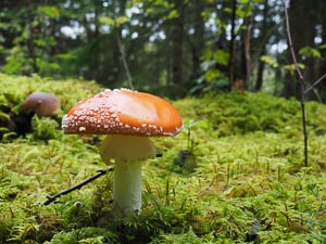 Fliegenpilz