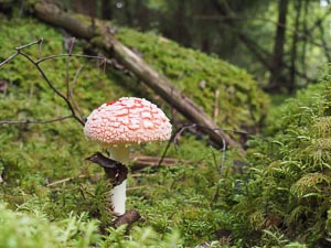 Fliegenpilz