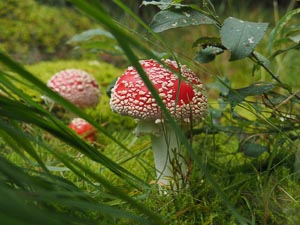 Fliegenpilze