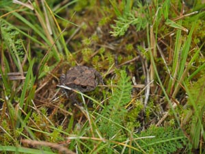 Frosch auf Moos