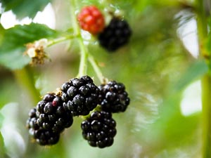 Brombeeren