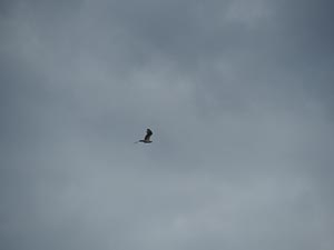 Greifvogel
