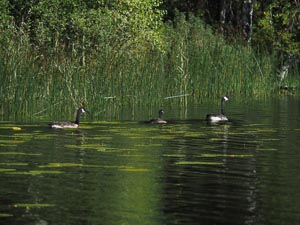 schwimmen