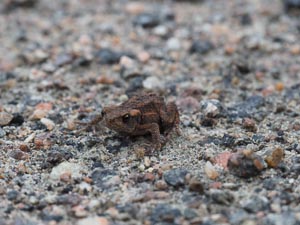 Frosch